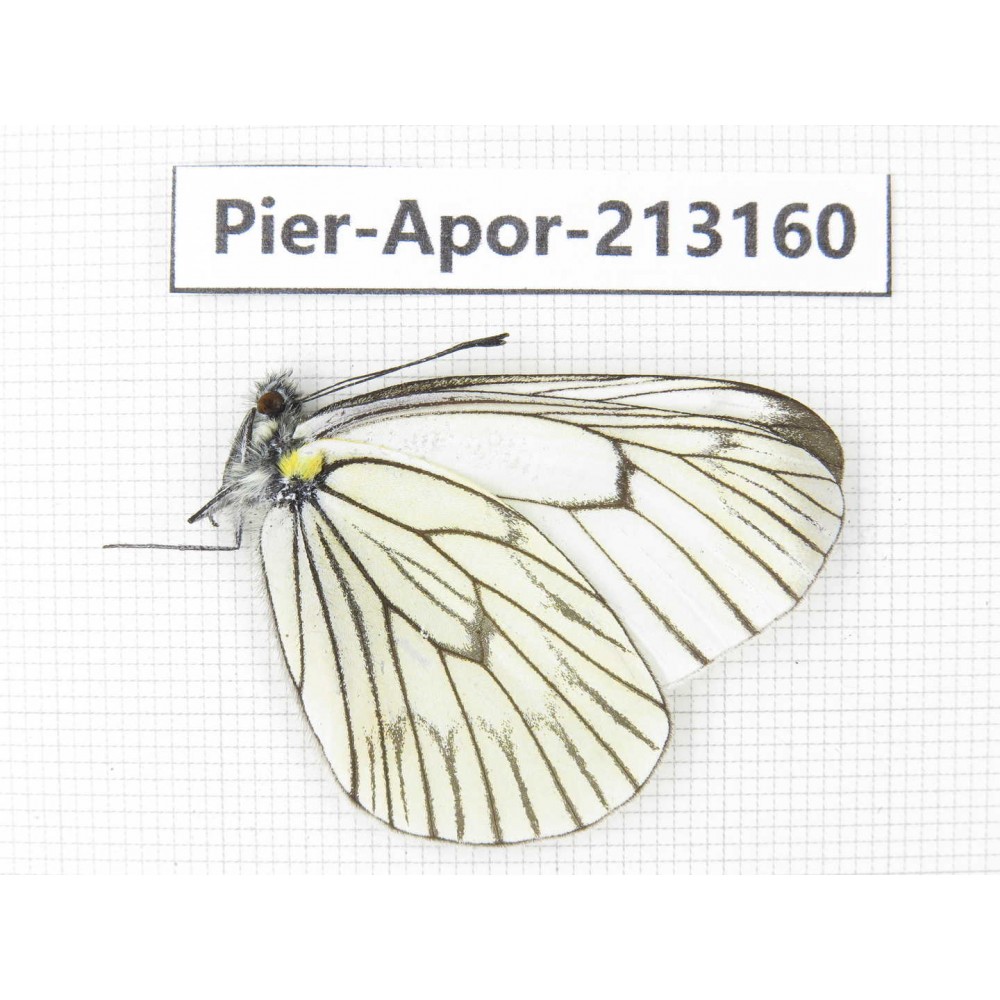Aporia delavayi delavay. China, Yunnan, Nujiang, N of Mt.Biluoxueshan. 1M. Pier-Apor-213160.