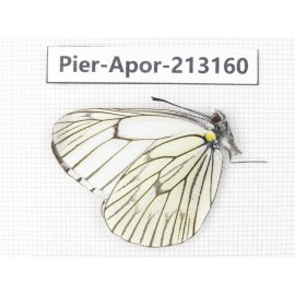 Aporia delavayi delavay. China, Yunnan, Nujiang, N of Mt.Biluoxueshan. 1M. Pier-Apor-213160.