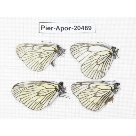 Aporia delavayi delavayi. China, Yunnan, Xiangerila area, Mt. Daxueshan. 4M. Pier-Apor-20489.