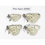 Aporia delavayi delavayi. China, Yunnan, Xiangerila area, Mt. Daxueshan. 4M. Pier-Apor-20490.
