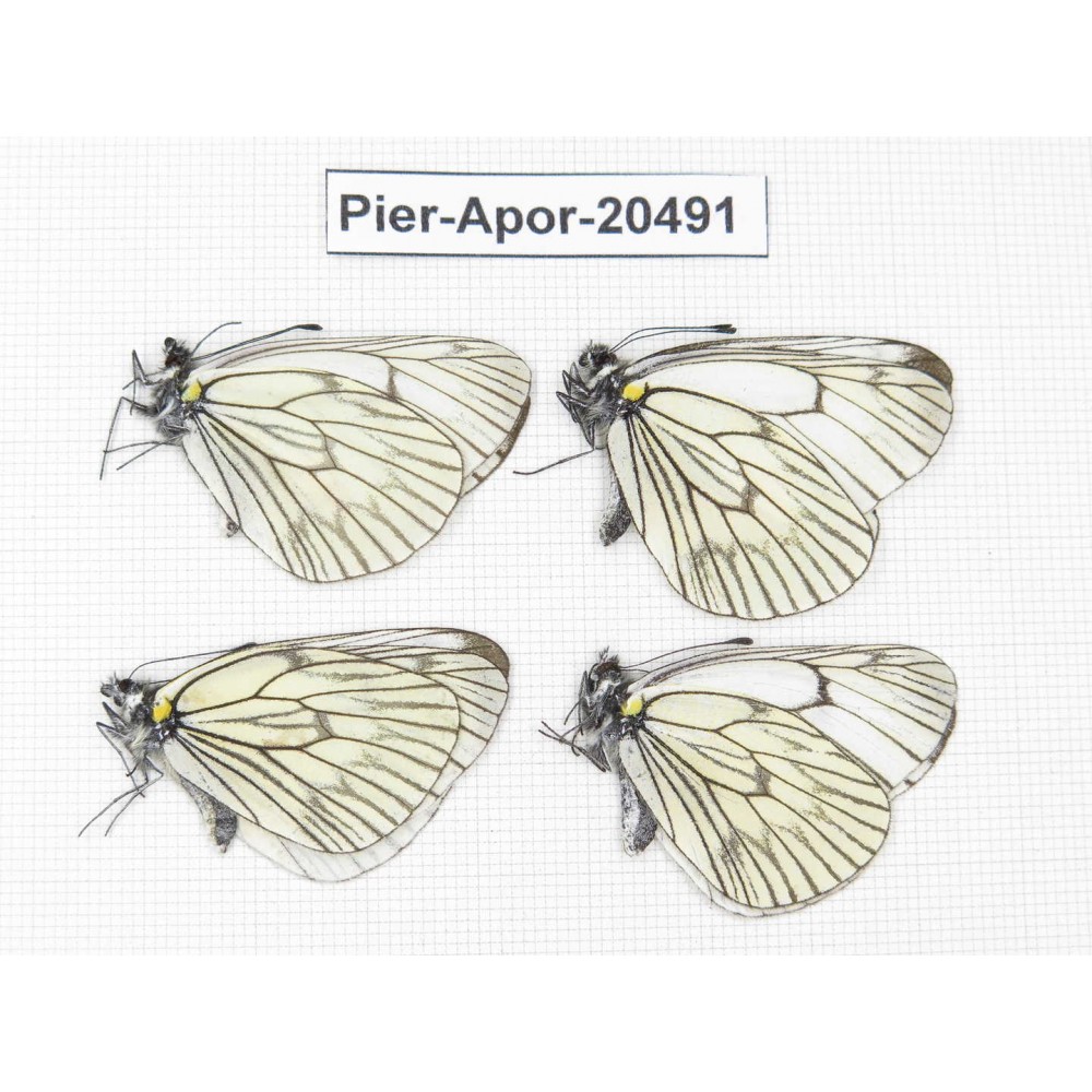 Aporia delavayi delavayi. China, Yunnan, Xiangerila area, Mt. Daxueshan. 4M. Pier-Apor-20491.