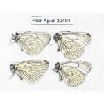 Aporia delavayi delavayi. China, Yunnan, Xiangerila area, Mt. Daxueshan. 4M. Pier-Apor-20491.