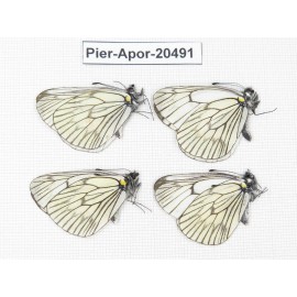 Aporia delavayi delavayi. China, Yunnan, Xiangerila area, Mt. Daxueshan. 4M. Pier-Apor-20491.