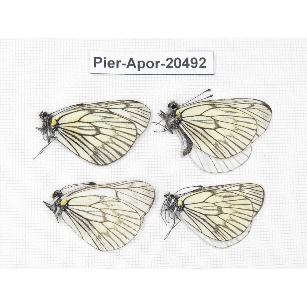 Aporia delavayi delavayi. China, Yunnan, Xiangerila area, Mt. Daxueshan. 4M. Pier-Apor-20492.