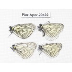 Aporia delavayi delavayi. China, Yunnan, Xiangerila area, Mt. Daxueshan. 4M. Pier-Apor-20492.