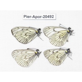 Aporia delavayi delavayi. China, Yunnan, Xiangerila area, Mt. Daxueshan. 4M. Pier-Apor-20492.