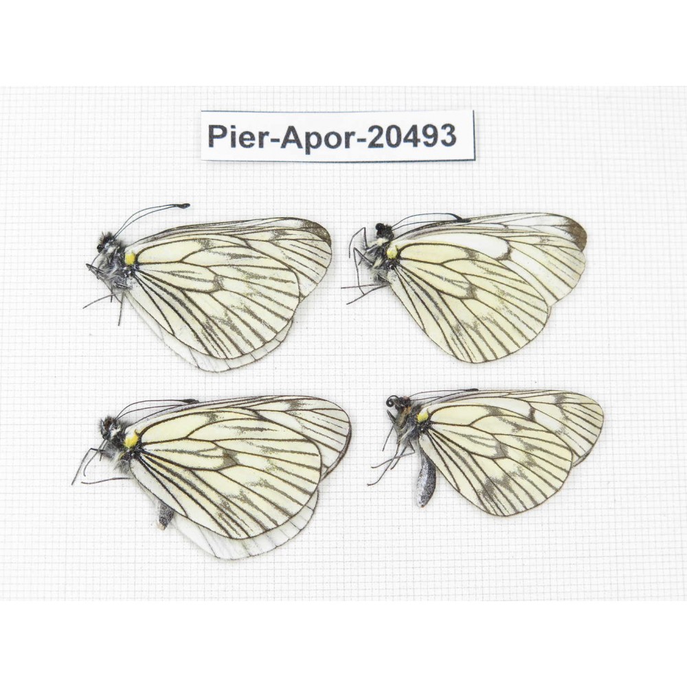Aporia delavayi delavayi. China, Yunnan, Xiangerila area, Mt. Daxueshan. 4M. Pier-Apor-20493.