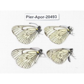 Aporia delavayi delavayi. China, Yunnan, Xiangerila area, Mt. Daxueshan. 4M. Pier-Apor-20493.