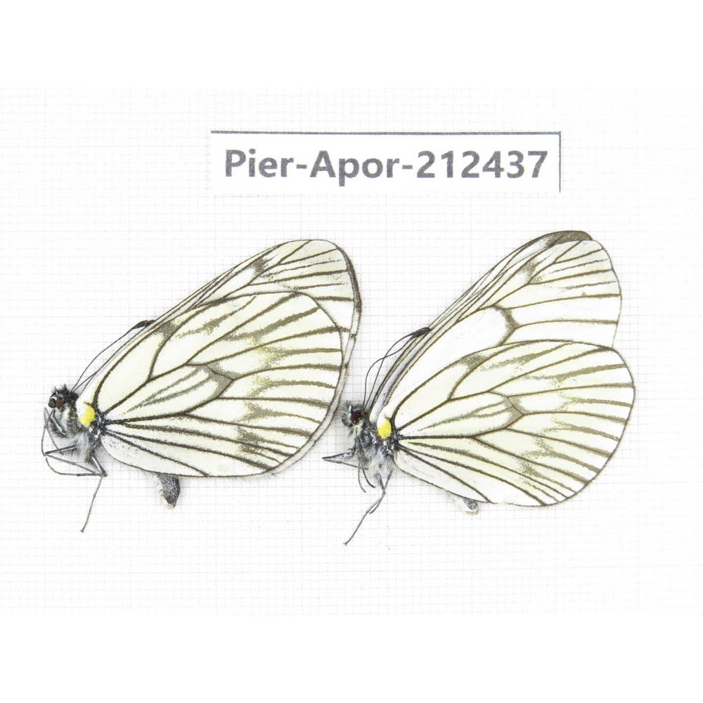 Aporia delavayi delavayi. China, Yunnan, Xiangerila, Chongjianghe village. 2M. Pier-Apor-212437.