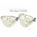 Aporia delavayi delavayi. China, Yunnan, Xiangerila, Chongjianghe village. 2M. Pier-Apor-212438.