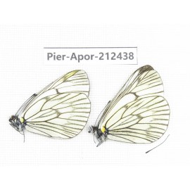 Aporia delavayi delavayi. China, Yunnan, Xiangerila, Chongjianghe village. 2M. Pier-Apor-212438.