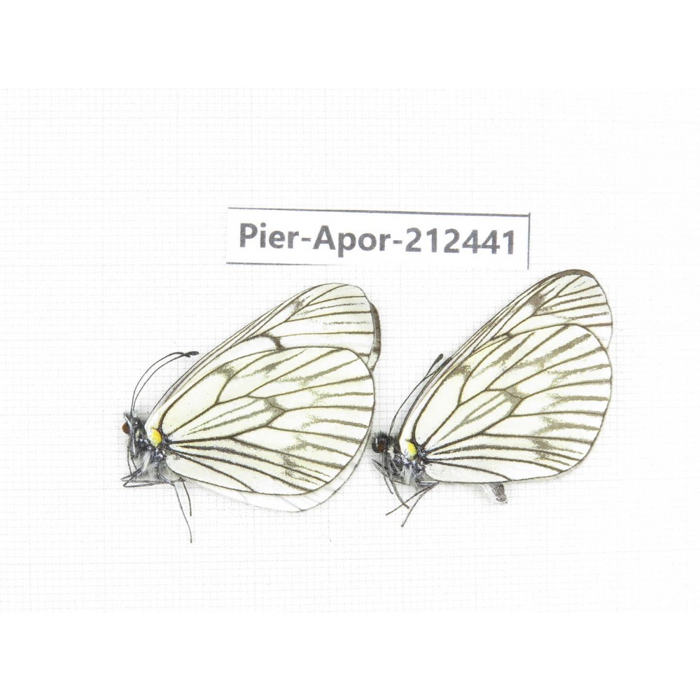 Aporia delavayi delavayi. China, Yunnan, Xiangerila, Chongjianghe village. 2M. Pier-Apor-212441.