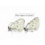 Aporia delavayi delavayi. China, Yunnan, Xiangerila, Chongjianghe village. 2M. Pier-Apor-212441.