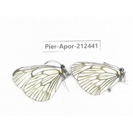Aporia delavayi delavayi. China, Yunnan, Xiangerila, Chongjianghe village. 2M. Pier-Apor-212441.