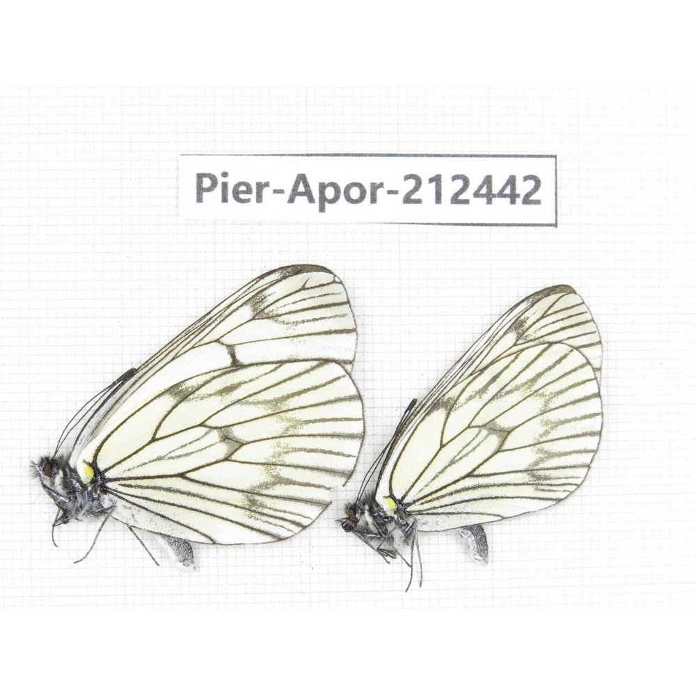 Aporia delavayi delavayi. China, Yunnan, Xiangerila, Chongjianghe village. 2M. Pier-Apor-212442.