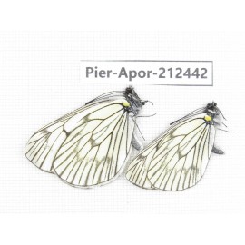 Aporia delavayi delavayi. China, Yunnan, Xiangerila, Chongjianghe village. 2M. Pier-Apor-212442.