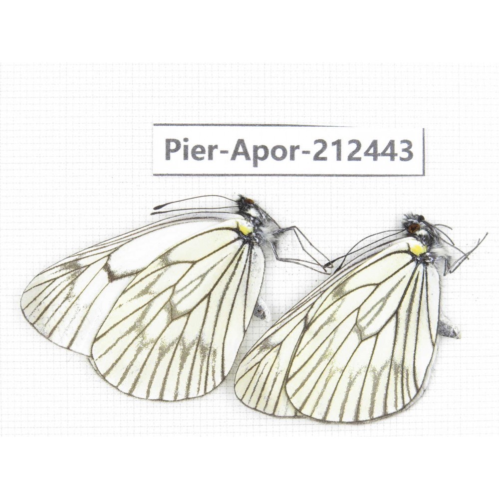 Aporia delavayi delavayi. China, Yunnan, Xiangerila, Chongjianghe village. 2M. Pier-Apor-212443.