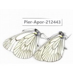 Aporia delavayi delavayi. China, Yunnan, Xiangerila, Chongjianghe village. 2M. Pier-Apor-212443.