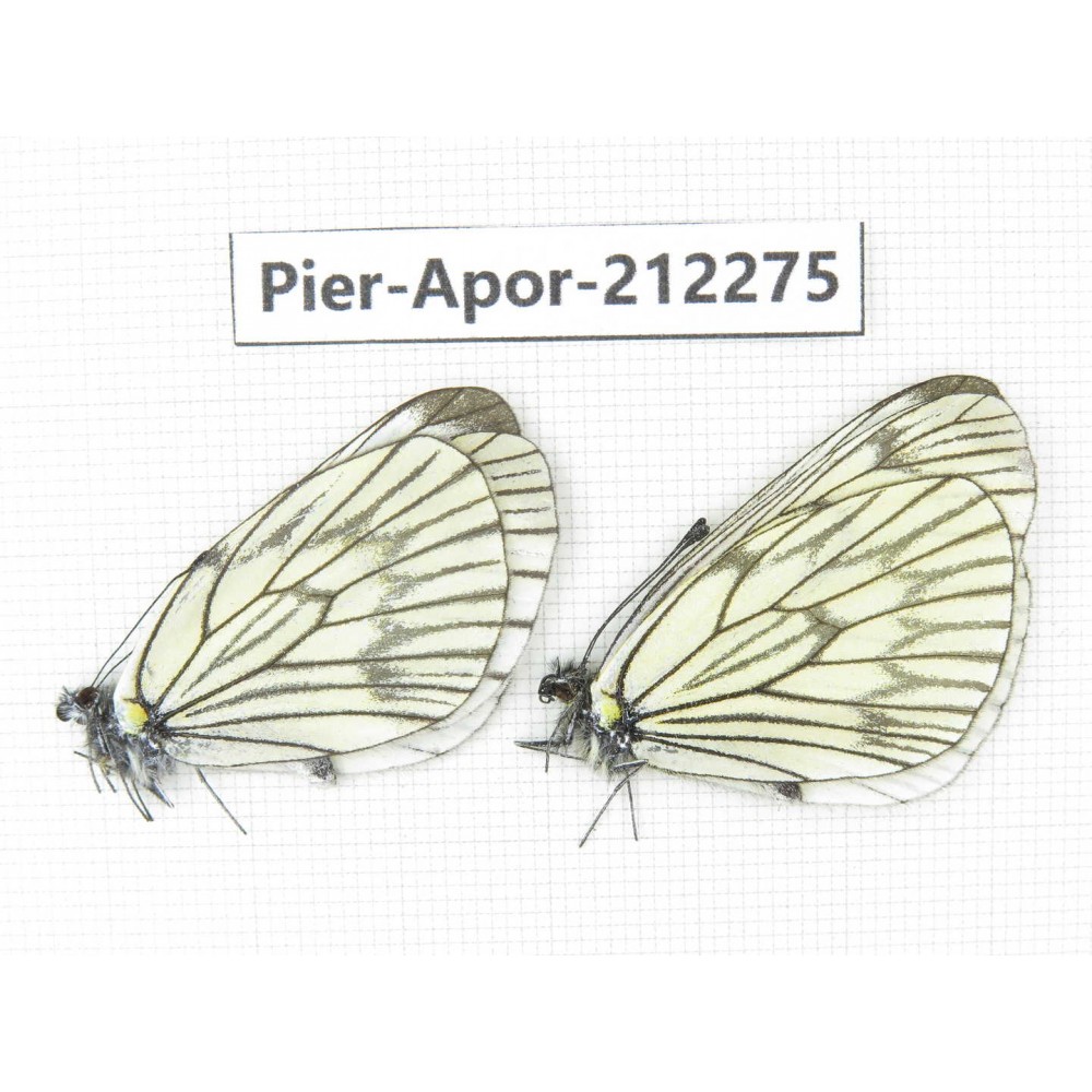 Aporia delavayi delavayi. China, Yunnan, Xiangerila, Deqin county, Xiaruo town. 2M. Pier-Apor-212275.