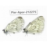 Aporia delavayi delavayi. China, Yunnan, Xiangerila, Deqin county, Xiaruo town. 2M. Pier-Apor-212275.