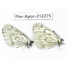 Aporia delavayi delavayi. China, Yunnan, Xiangerila, Deqin county, Xiaruo town. 2M. Pier-Apor-212275.