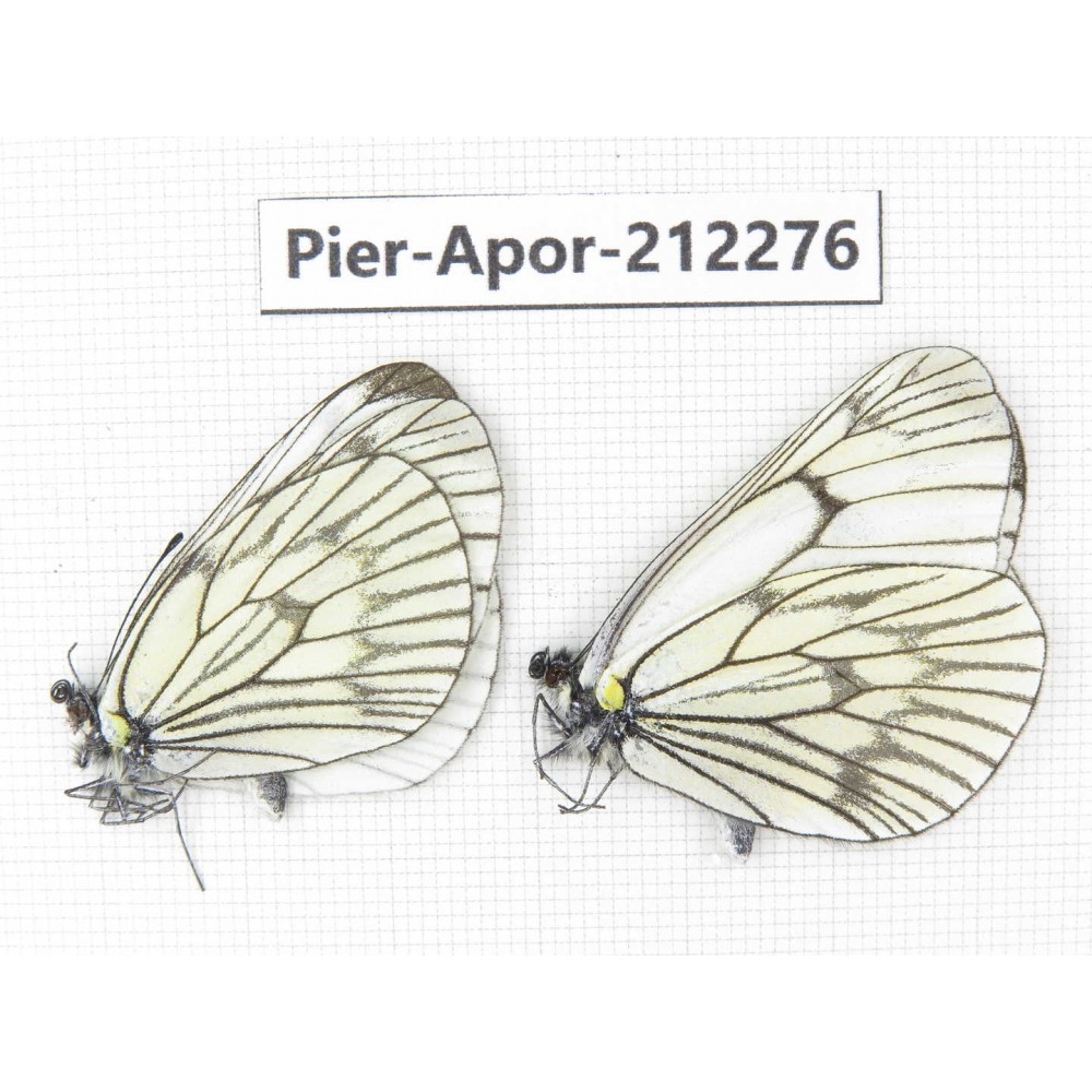 Aporia delavayi delavayi. China, Yunnan, Xiangerila, Deqin county, Xiaruo town. 2M. Pier-Apor-212276.