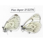 Aporia delavayi delavayi. China, Yunnan, Xiangerila, Deqin county, Xiaruo town. 2M. Pier-Apor-212276.
