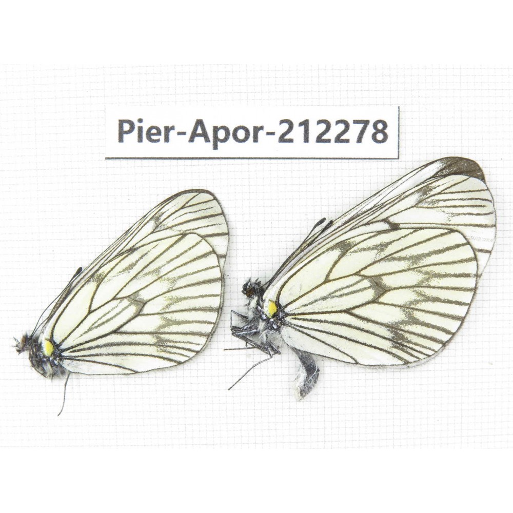 Aporia delavayi delavayi. China, Yunnan, Xiangerila, Deqin county, Xiaruo town. 2M. Pier-Apor-212278.