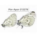 Aporia delavayi delavayi. China, Yunnan, Xiangerila, Deqin county, Xiaruo town. 2M. Pier-Apor-212278.