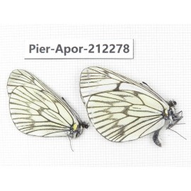 Aporia delavayi delavayi. China, Yunnan, Xiangerila, Deqin county, Xiaruo town. 2M. Pier-Apor-212278.
