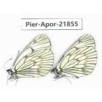 Aporia delavayi delavayi. China, Yunnan, Xiangerila, Deqin county, Xiaruo town. 2M. Pier-Apor-21855.