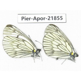 Aporia delavayi delavayi. China, Yunnan, Xiangerila, Deqin county, Xiaruo town. 2M. Pier-Apor-21855.
