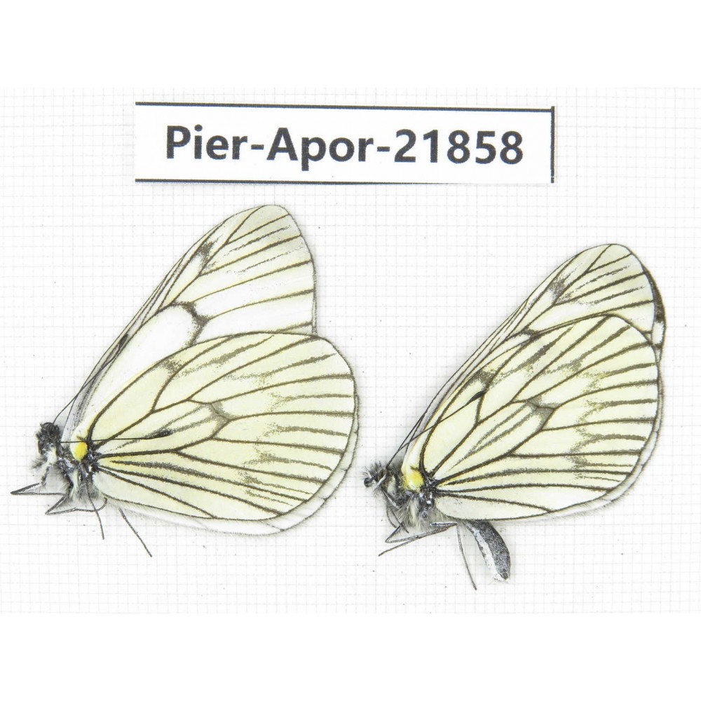 Aporia delavayi delavayi. China, Yunnan, Xiangerila, Deqin county, Xiaruo town. 2M. Pier-Apor-21858.