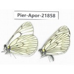 Aporia delavayi delavayi. China, Yunnan, Xiangerila, Deqin county, Xiaruo town. 2M. Pier-Apor-21858.