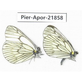 Aporia delavayi delavayi. China, Yunnan, Xiangerila, Deqin county, Xiaruo town. 2M. Pier-Apor-21858.