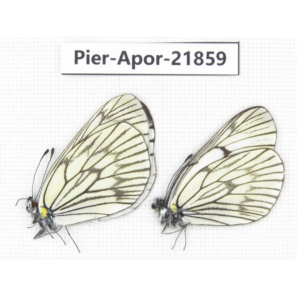 Aporia delavayi delavayi. China, Yunnan, Xiangerila, Deqin county, Xiaruo town. 2M. Pier-Apor-21859.