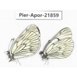 Aporia delavayi delavayi. China, Yunnan, Xiangerila, Deqin county, Xiaruo town. 2M. Pier-Apor-21859.