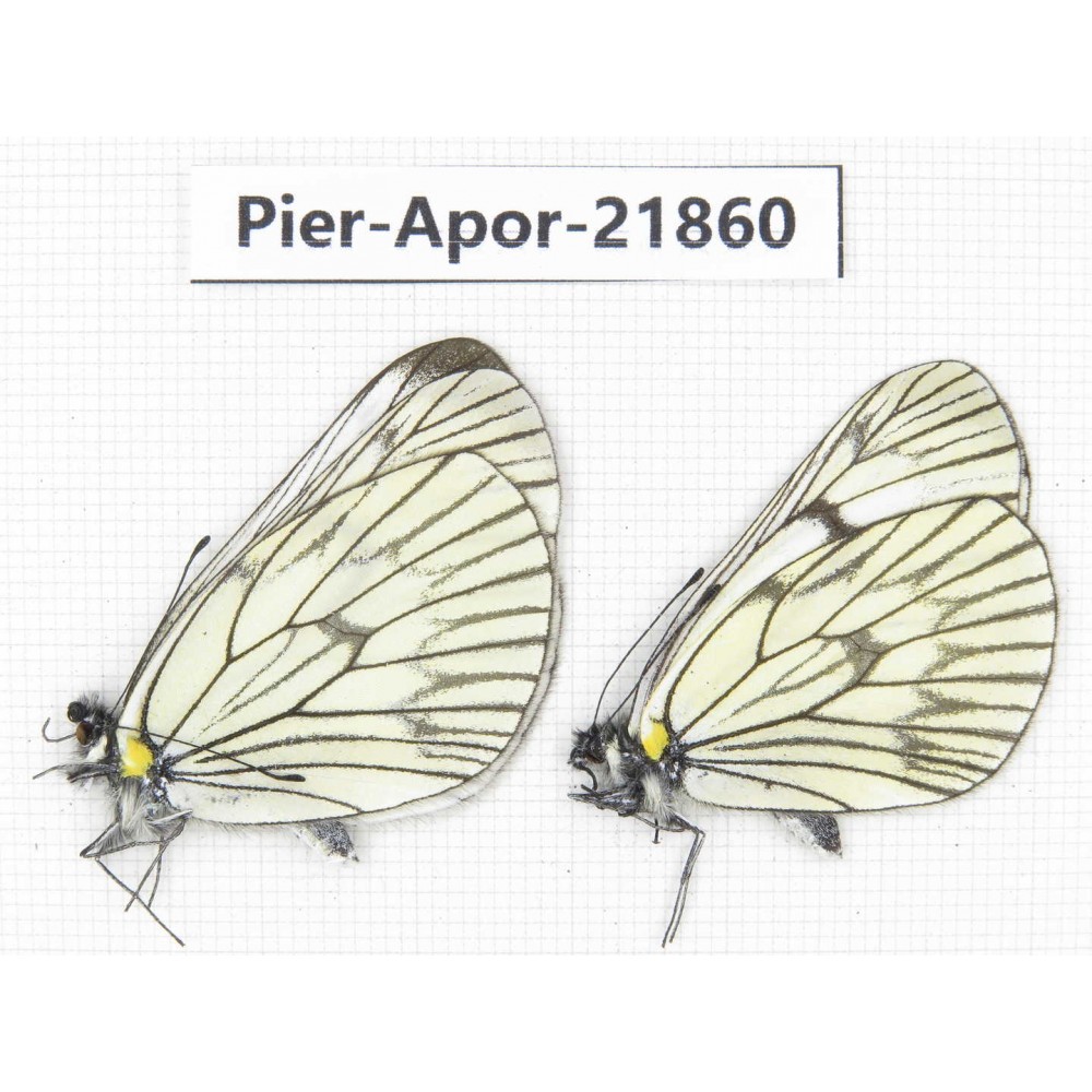 Aporia delavayi delavayi. China, Yunnan, Xiangerila, Deqin county, Xiaruo town. 2M. Pier-Apor-21860.