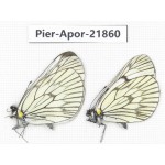 Aporia delavayi delavayi. China, Yunnan, Xiangerila, Deqin county, Xiaruo town. 2M. Pier-Apor-21860.