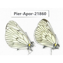 Aporia delavayi delavayi. China, Yunnan, Xiangerila, Deqin county, Xiaruo town. 2M. Pier-Apor-21860.