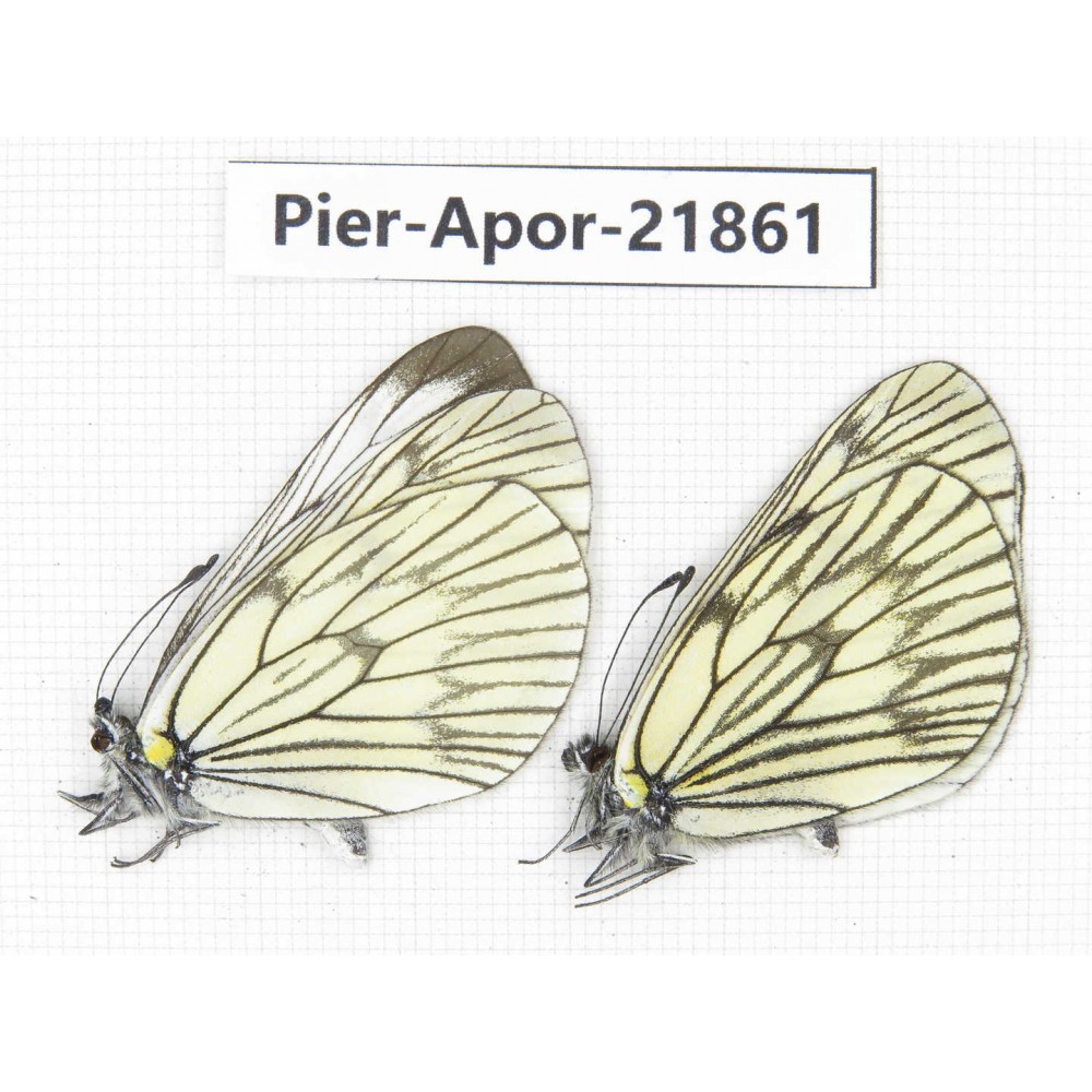Aporia delavayi delavayi. China, Yunnan, Xiangerila, Deqin county, Xiaruo town. 2M. Pier-Apor-21861.