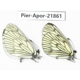 Aporia delavayi delavayi. China, Yunnan, Xiangerila, Deqin county, Xiaruo town. 2M. Pier-Apor-21861.