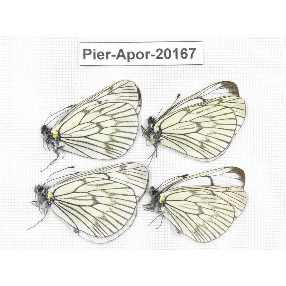 Aporia delavayi delavayi. China, Yunnan, Xiangerila, Mt.Meilixueshan. 4M. Pier-Apor-20167.