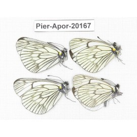 Aporia delavayi delavayi. China, Yunnan, Xiangerila, Mt.Meilixueshan. 4M. Pier-Apor-20167.