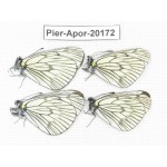 Aporia delavayi delavayi. China, Yunnan, Xiangerila, Mt.Meilixueshan. 4M. Pier-Apor-20172.