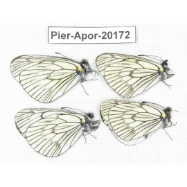 Aporia delavayi delavayi. China, Yunnan, Xiangerila, Mt.Meilixueshan. 4M. Pier-Apor-20172.