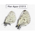 Aporia delavayi delavayi. China, Yunnan, Xiangerila, Mt.Xiaoxueshan. 2M. Pier-Apor-21513.