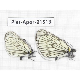 Aporia delavayi delavayi. China, Yunnan, Xiangerila, Mt.Xiaoxueshan. 2M. Pier-Apor-21513.
