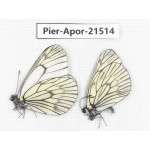 Aporia delavayi delavayi. China, Yunnan, Xiangerila, Mt.Xiaoxueshan. 2M. Pier-Apor-21514.