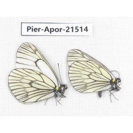 Aporia delavayi delavayi. China, Yunnan, Xiangerila, Mt.Xiaoxueshan. 2M. Pier-Apor-21514.
